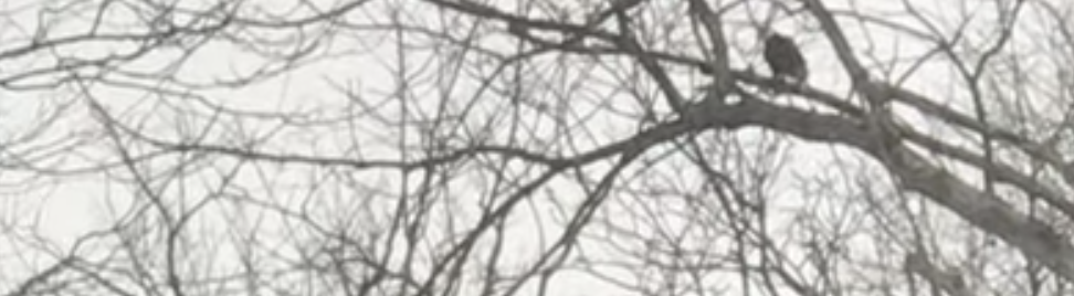 An Eagle Came to Visit